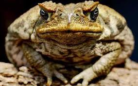 cane-toad1