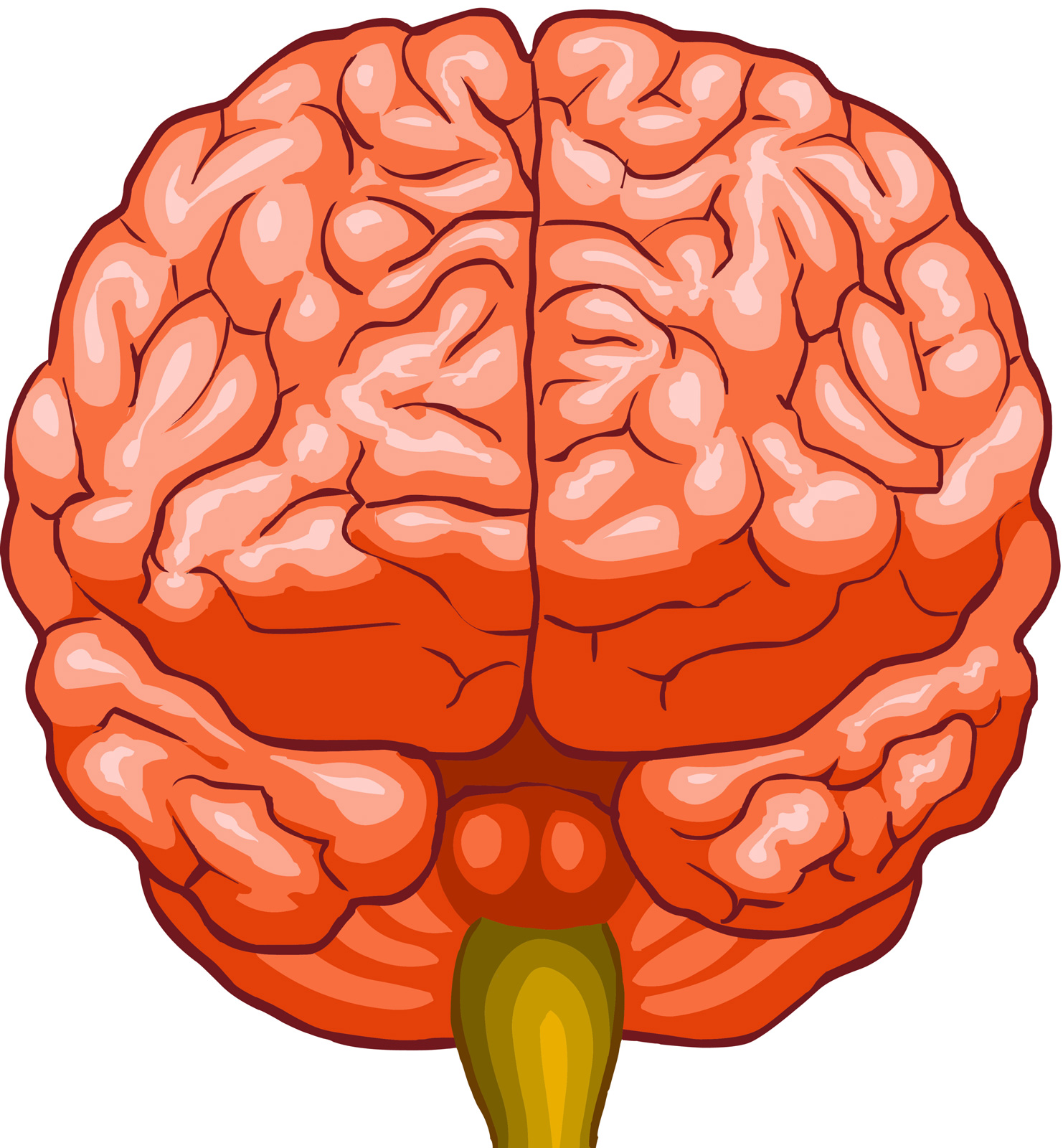 Головной мозг вид спереди