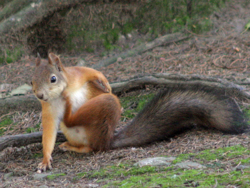 Squirrels - not known for their impulse control... or listening skills.