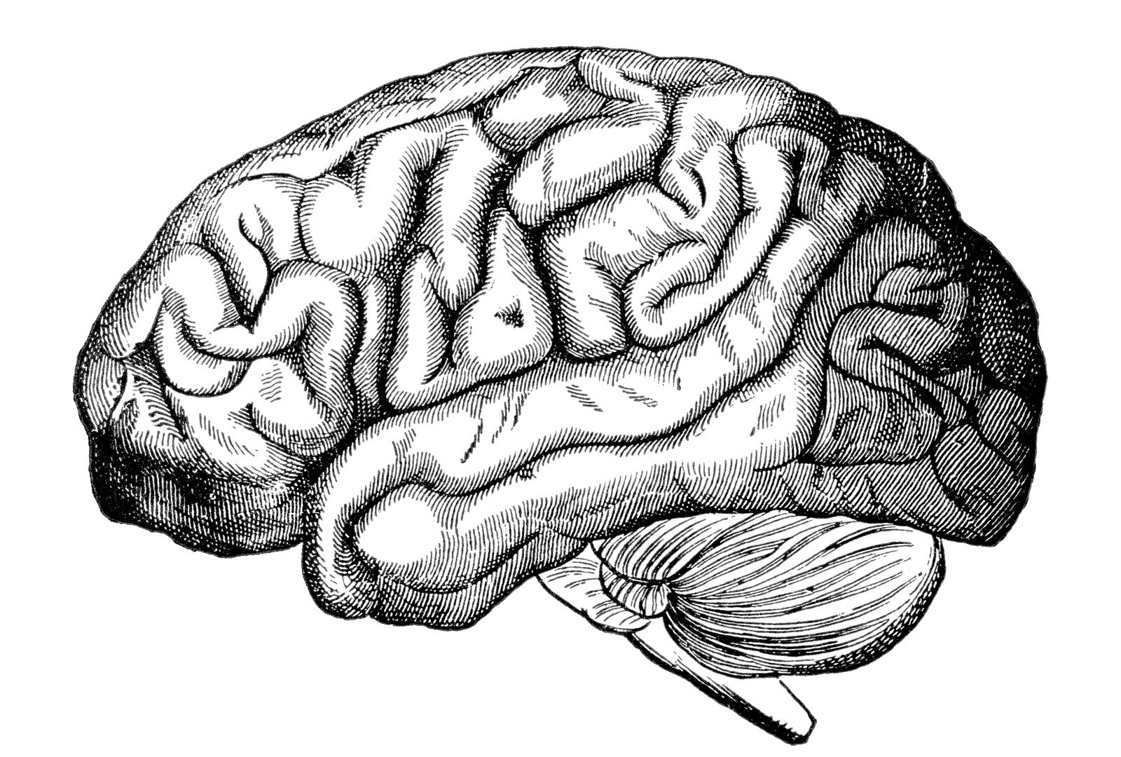 Мозг без подписей. Мозг карандашом. Мозг нарисованный.